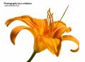 _IGP5944 day lily cutout